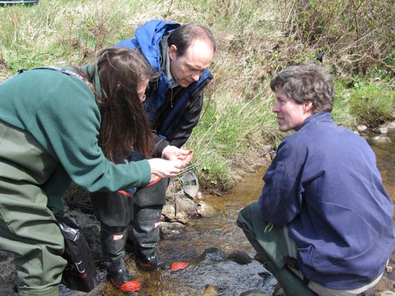 Mayo fieldwork